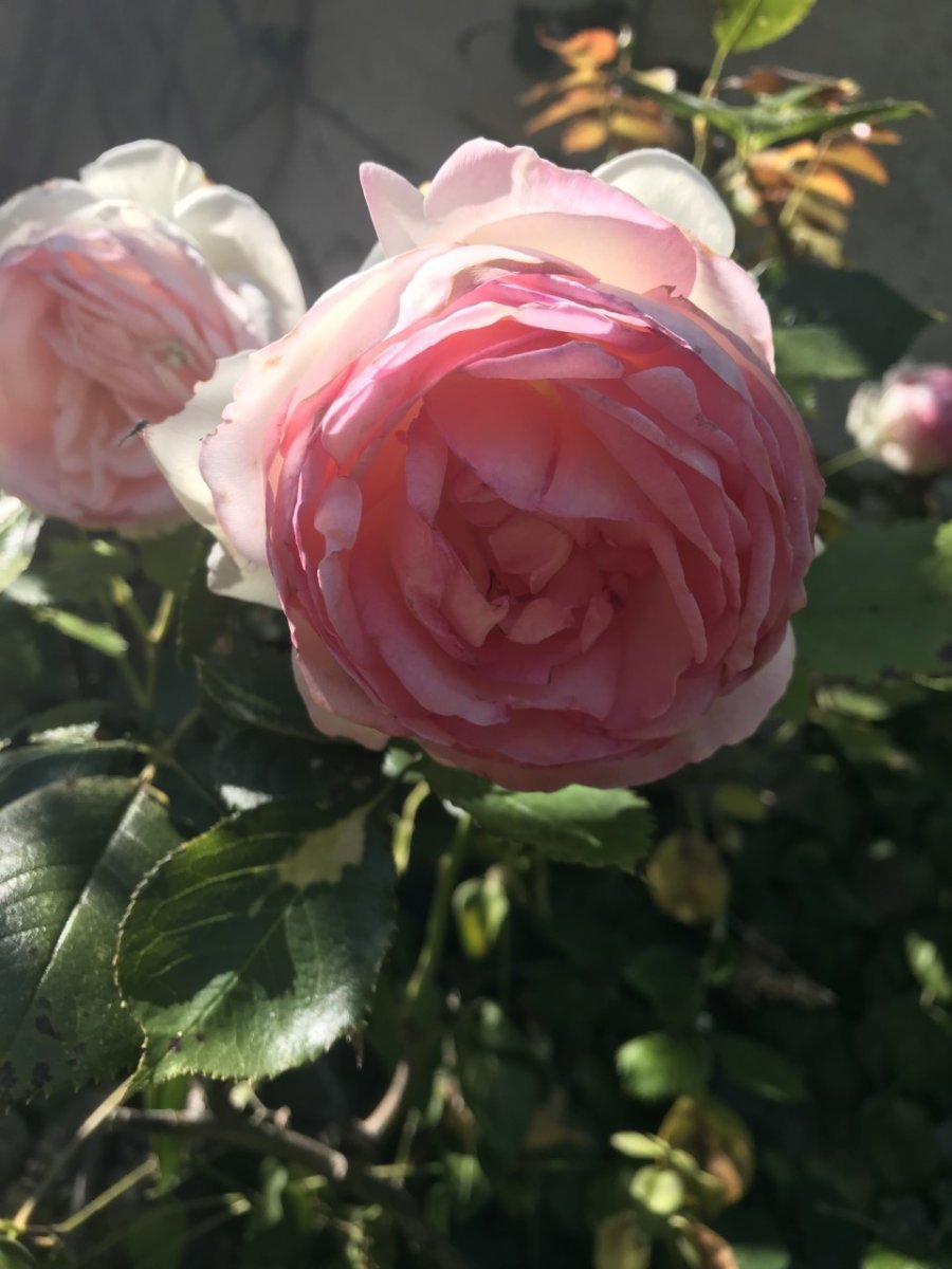 Роза плетистая Пьер де Ронсар - фото 2