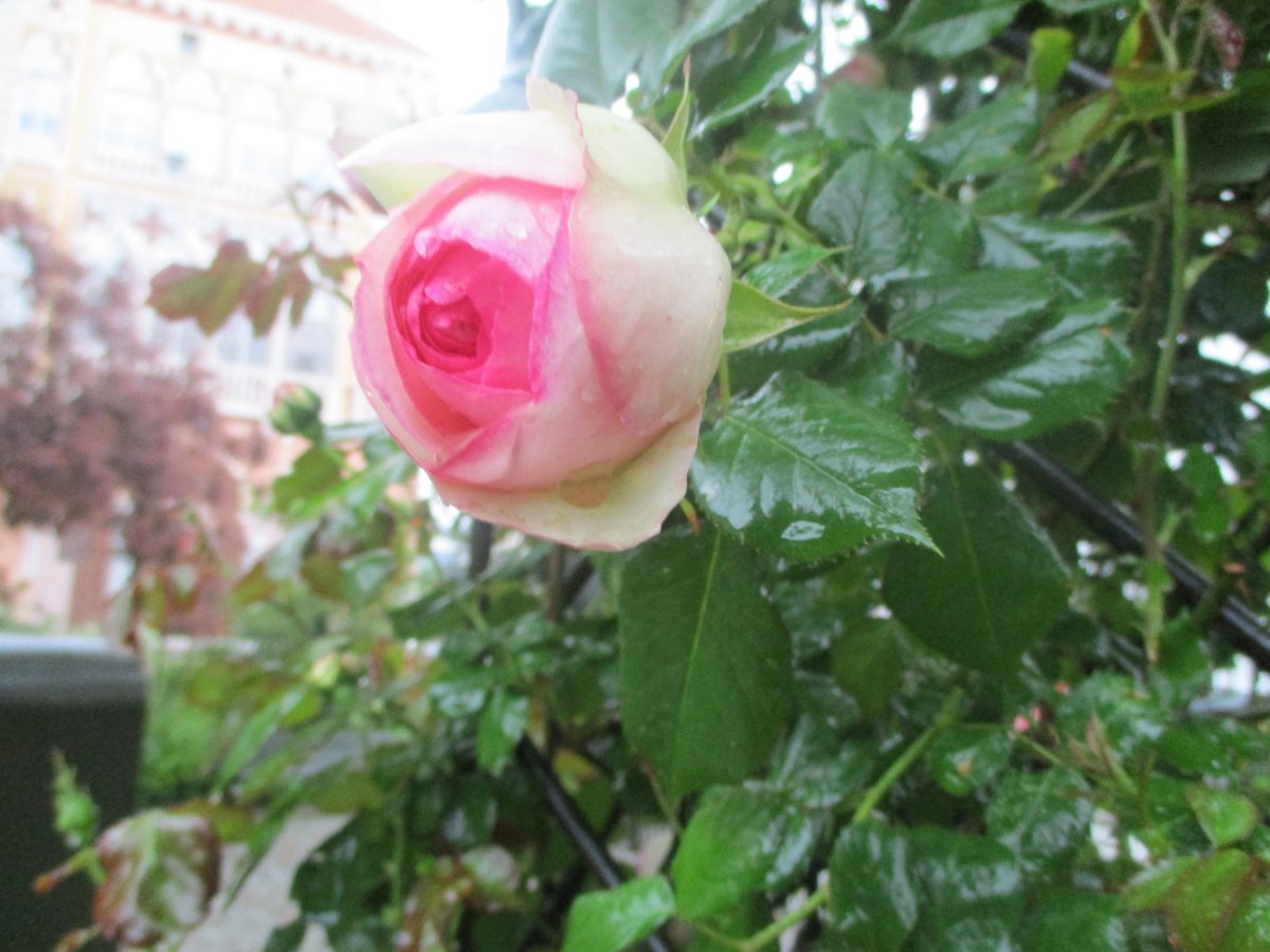 Роза плетистая Пьер де Ронсар - фото 3