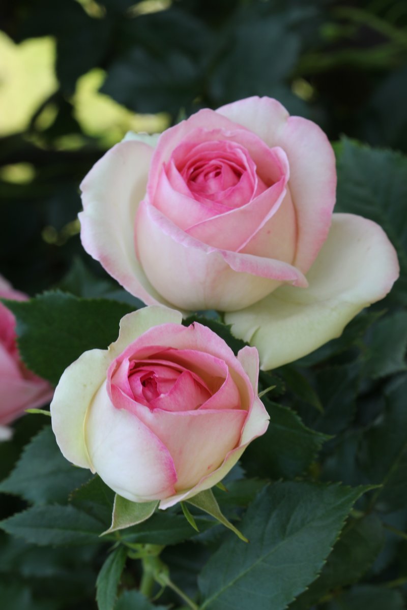 Роза плетистая Пьер де Ронсар - фото 8