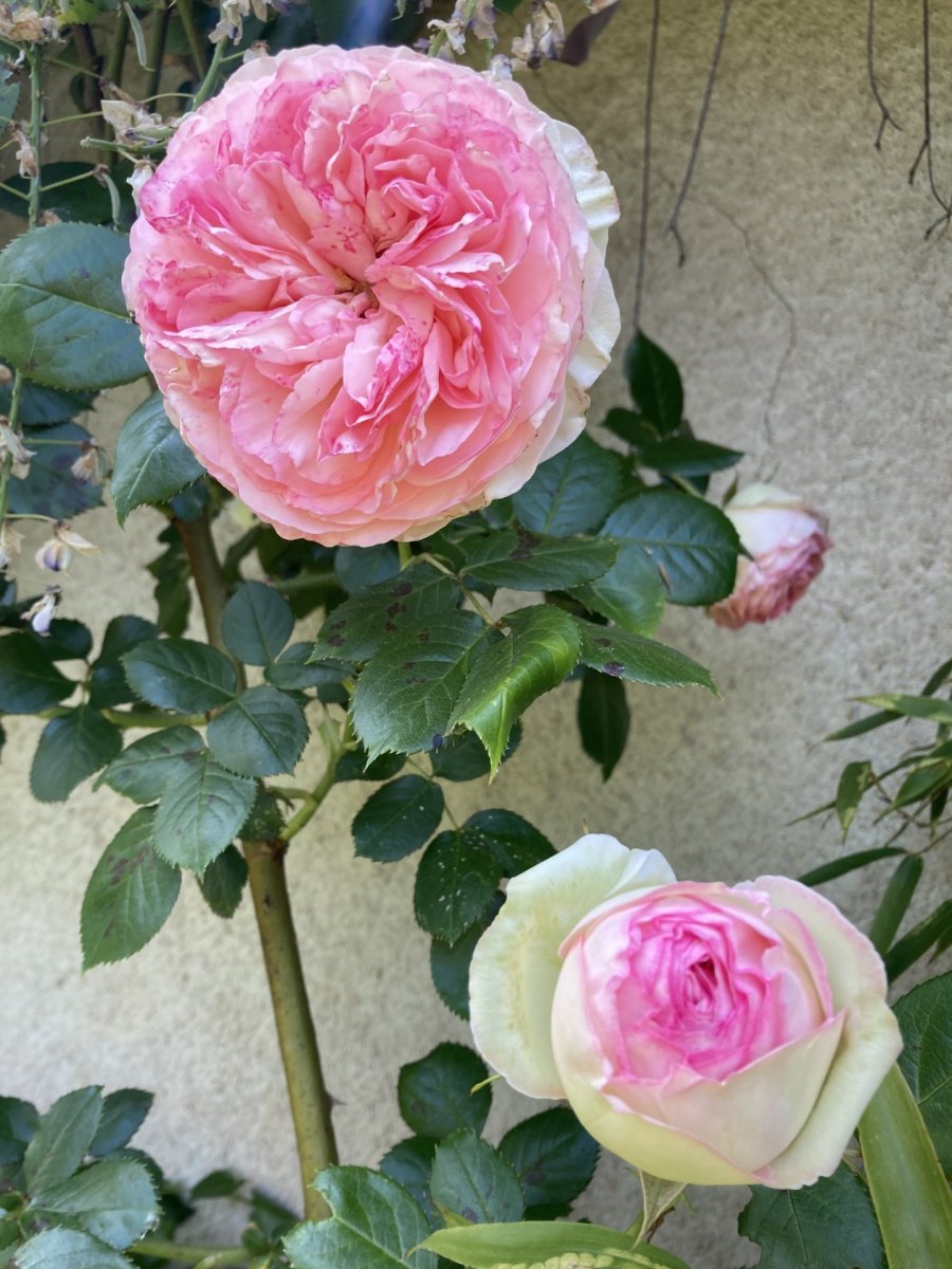 Роза плетистая Пьер де Ронсар - фото 6