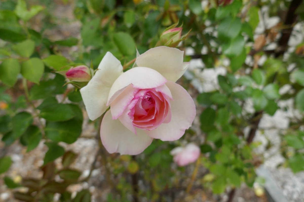 Роза плетистая Пьер де Ронсар - фото 9