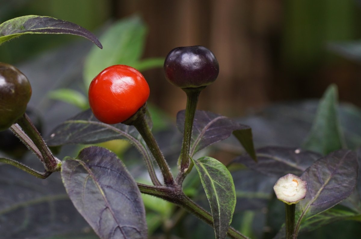 Перец сладкий Подарок Молдовы