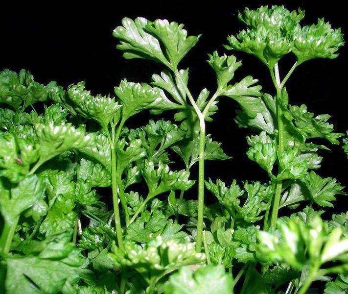 Петрушка Игл корневая