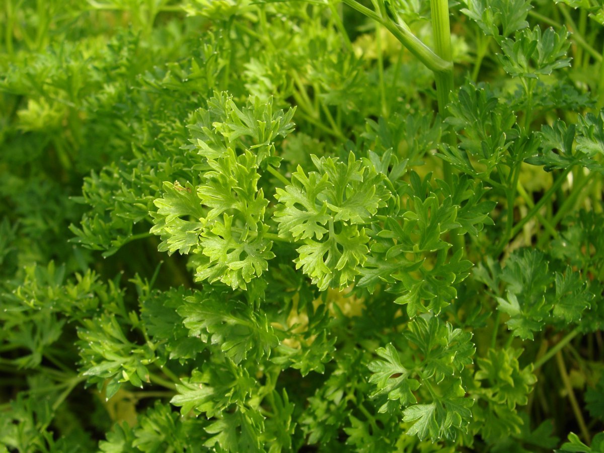 Петрушка Игл корневая - фото 3