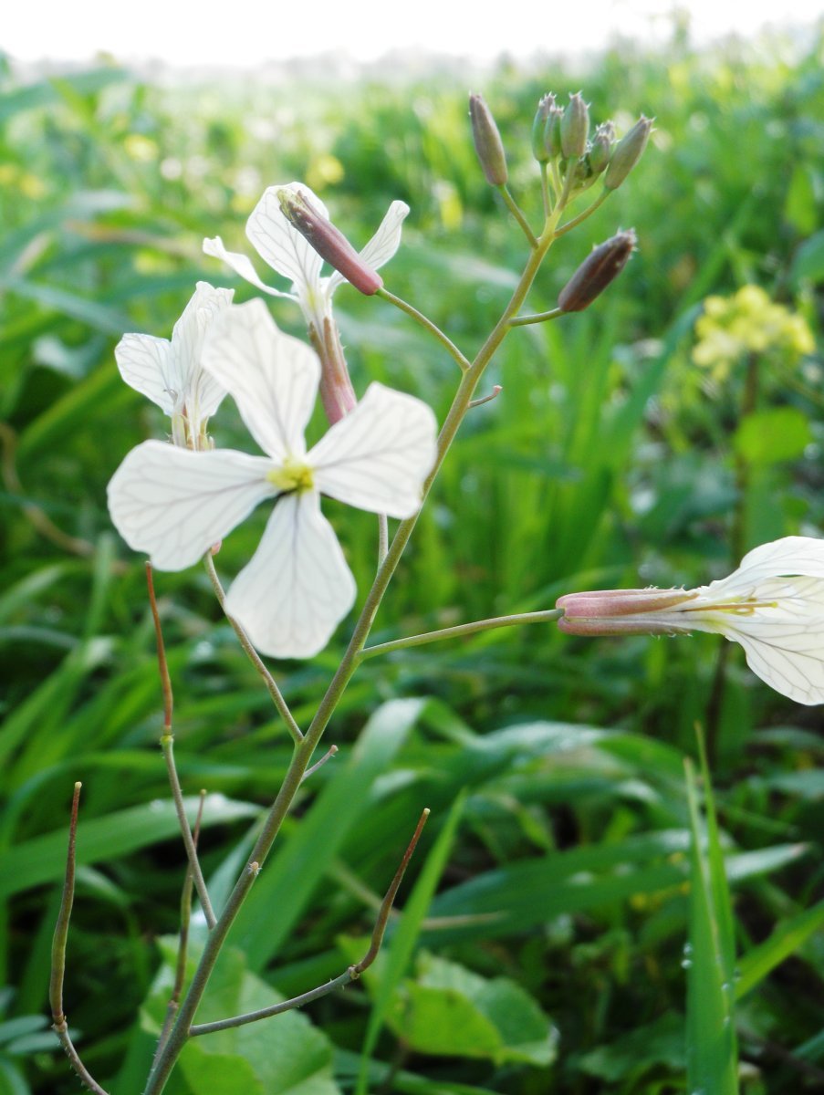 Руккола Рокет - фото 6