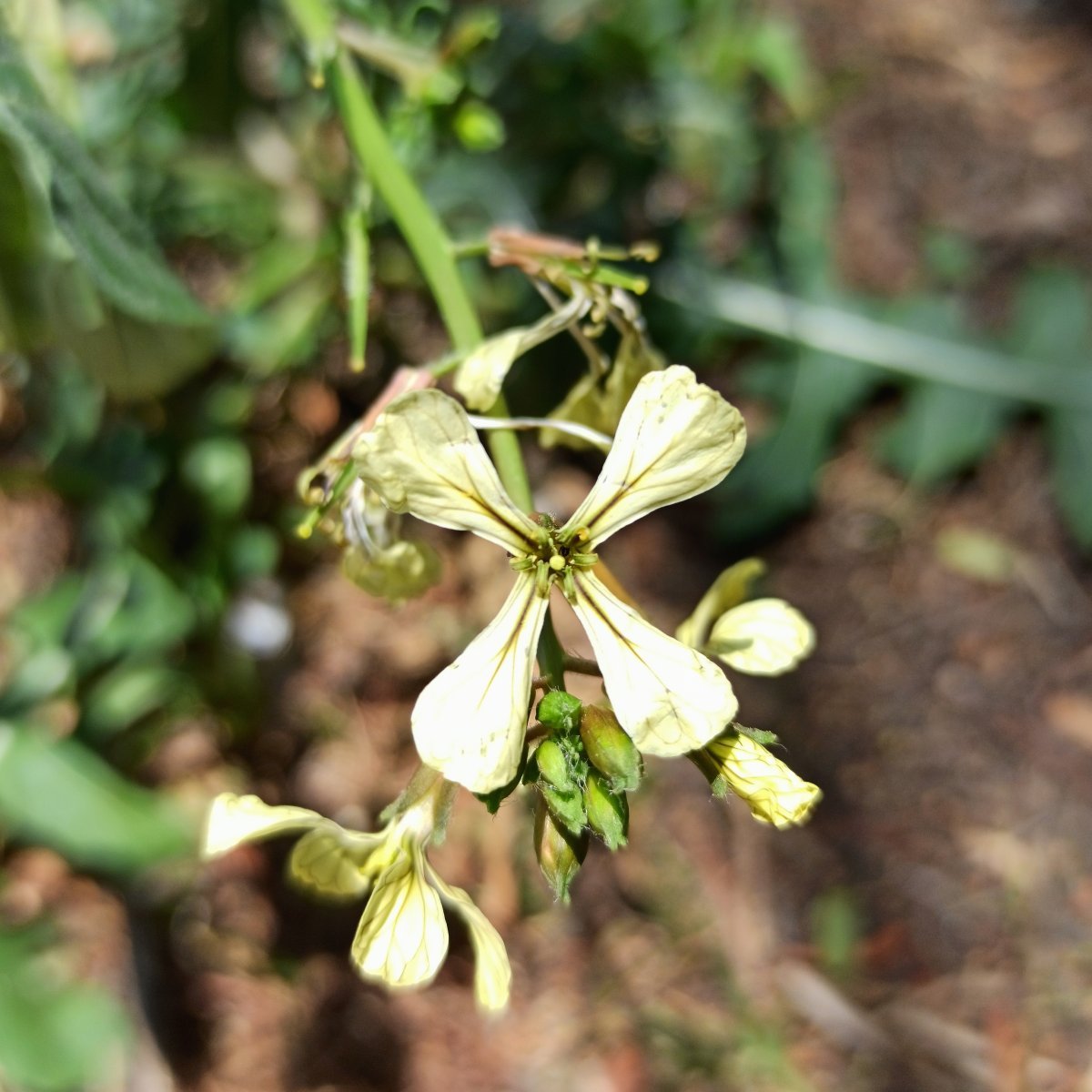 Руккола Рокет - фото 9