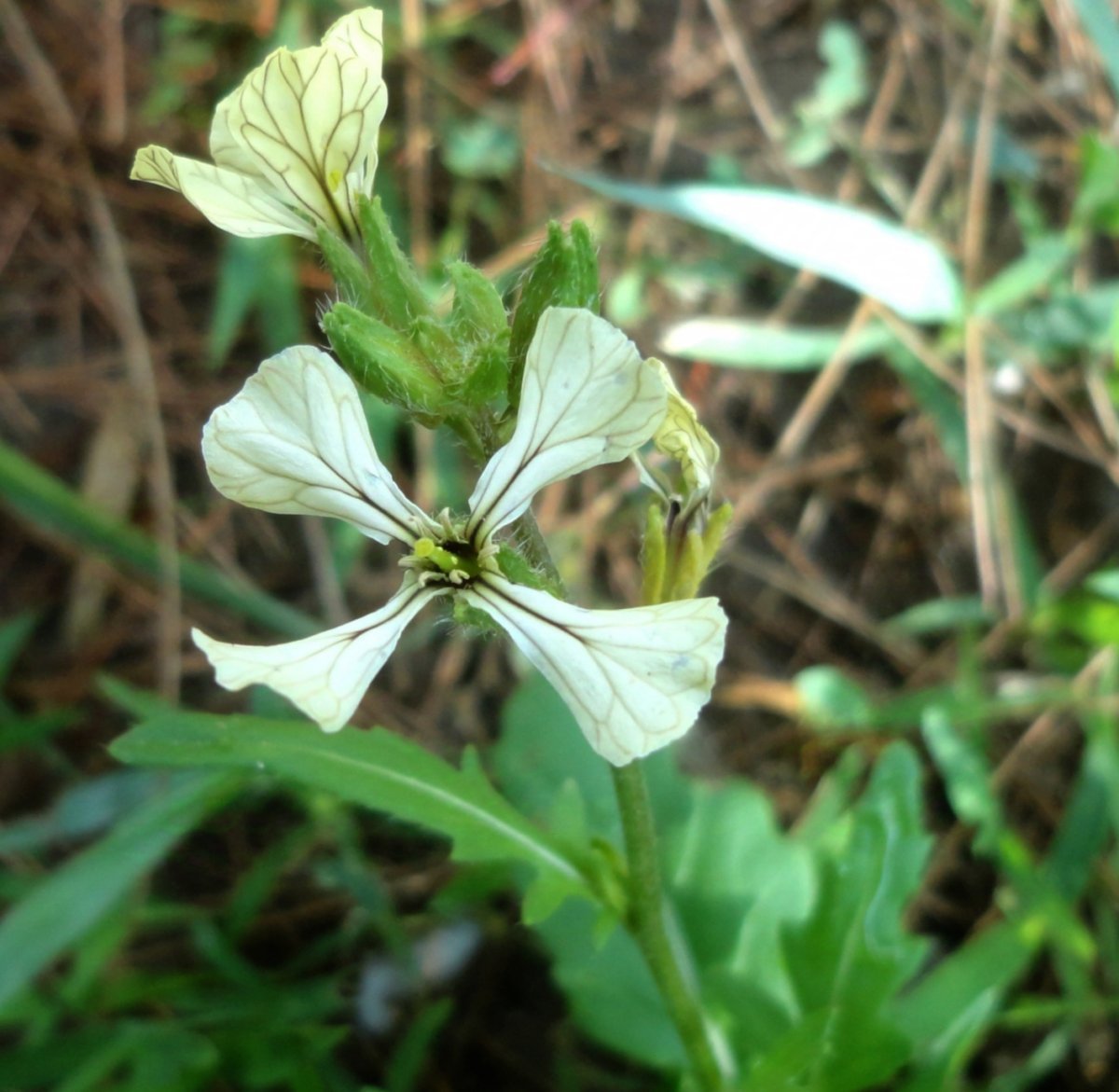 Руккола Рокет - фото 3