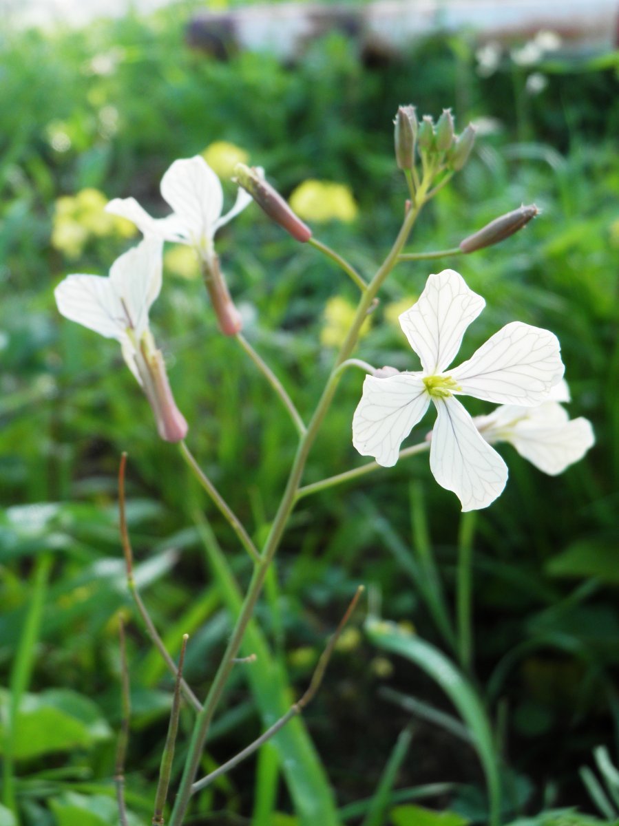 Руккола Рокет - фото 4