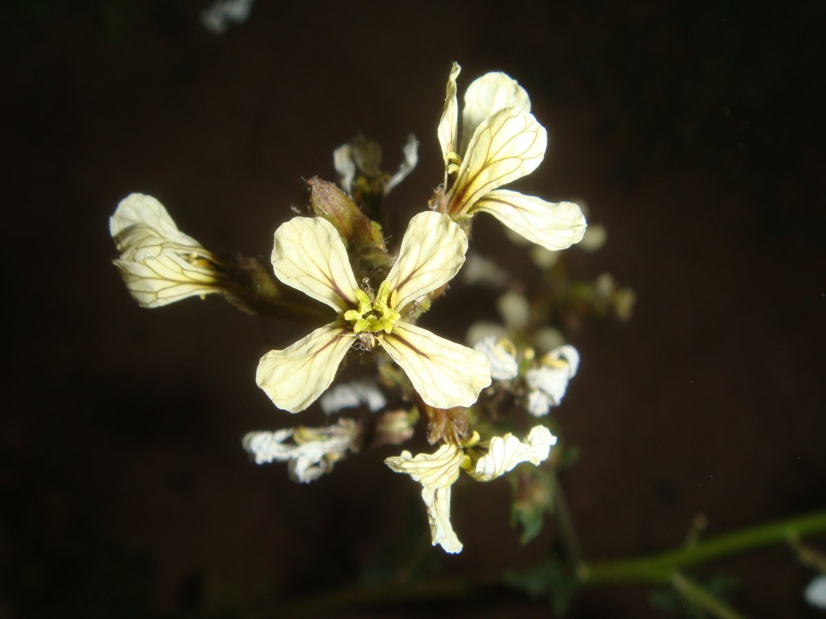 Руккола Рокет - фото 2