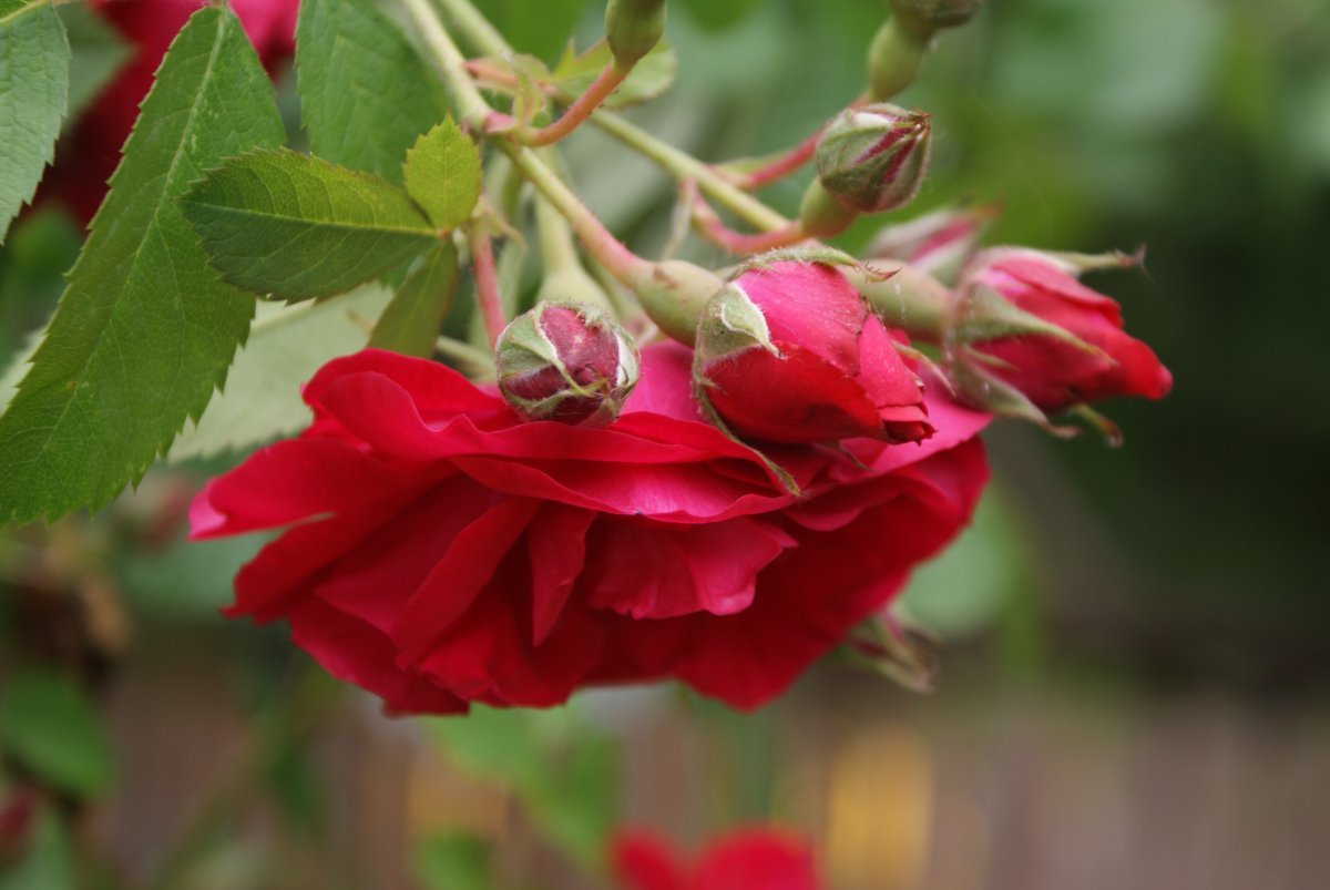 Роза плетистая Фламентанц - фото 4