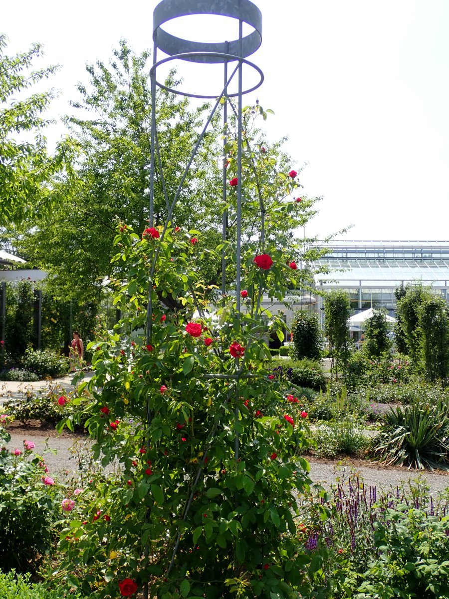 Роза плетистая Фламентанц - фото 9