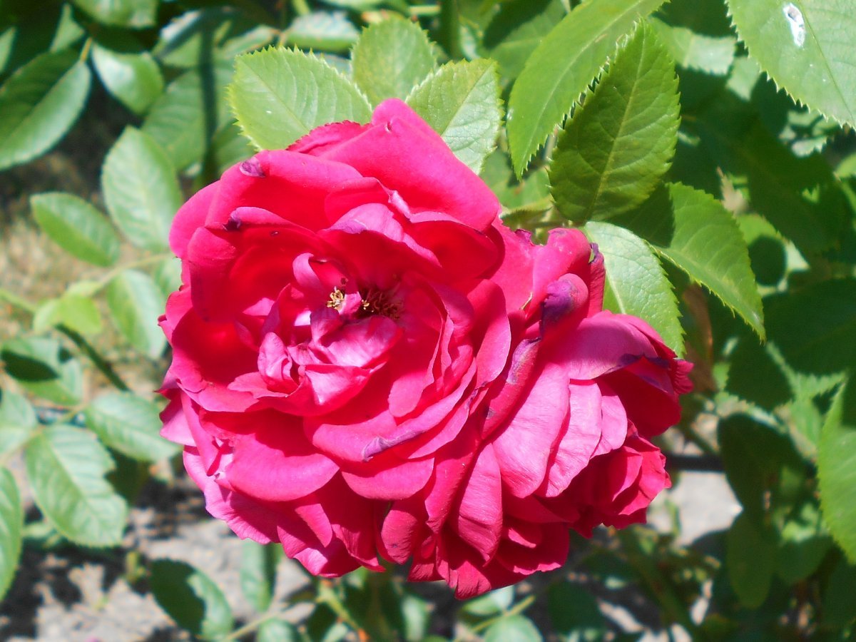 Роза плетистая Фламентанц - фото 8