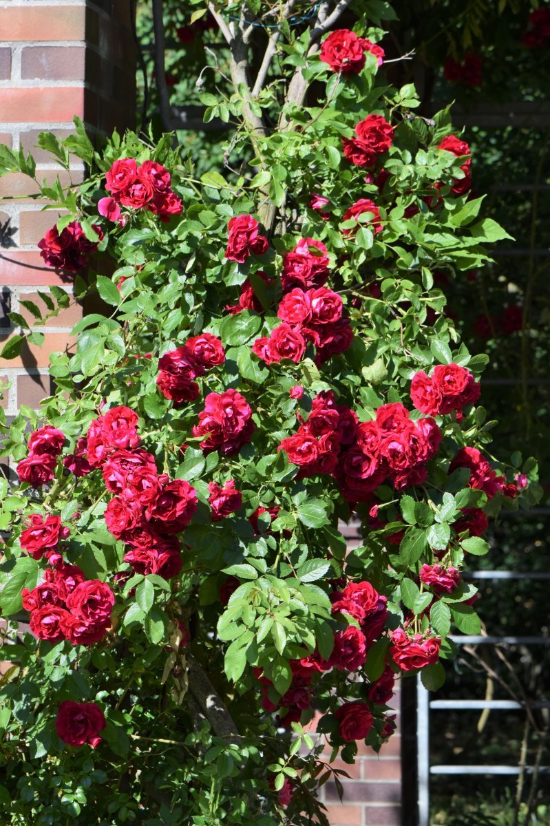 Роза плетистая Фламентанц - фото 7