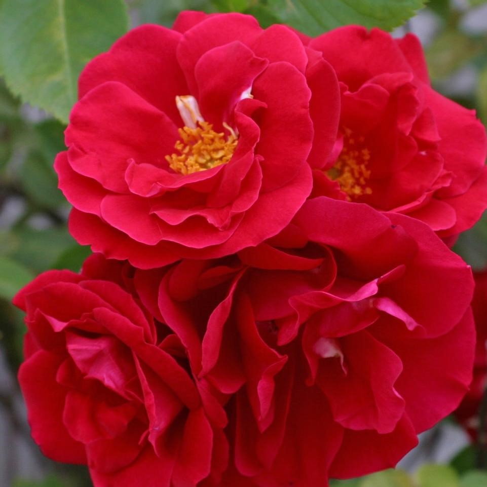 Роза плетистая Фламентанц