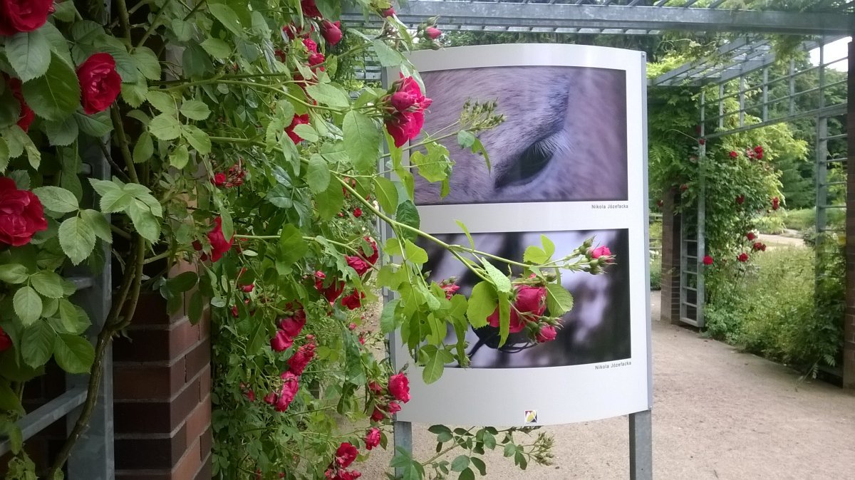 Роза плетистая Фламентанц - фото 2