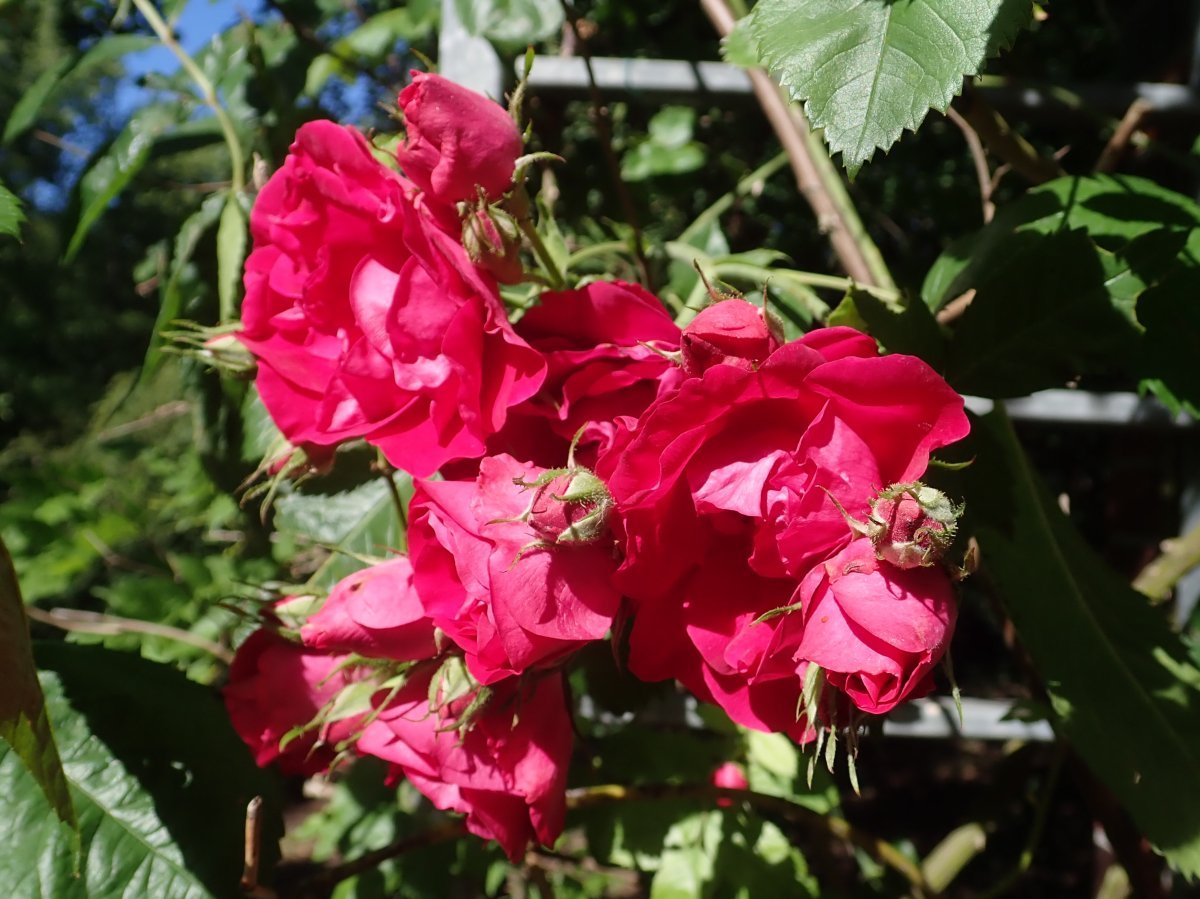 Роза плетистая Фламентанц - фото 11