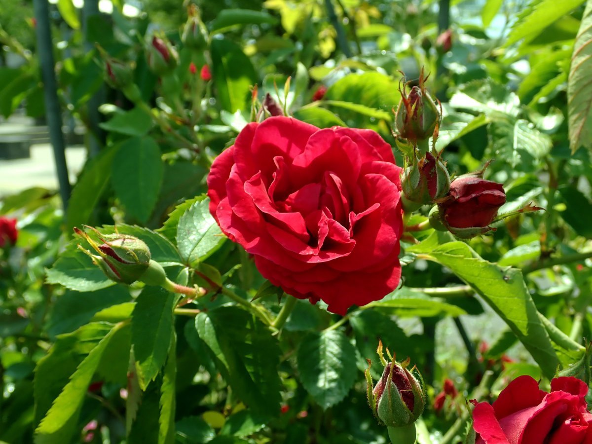 Роза плетистая Фламентанц - фото 10