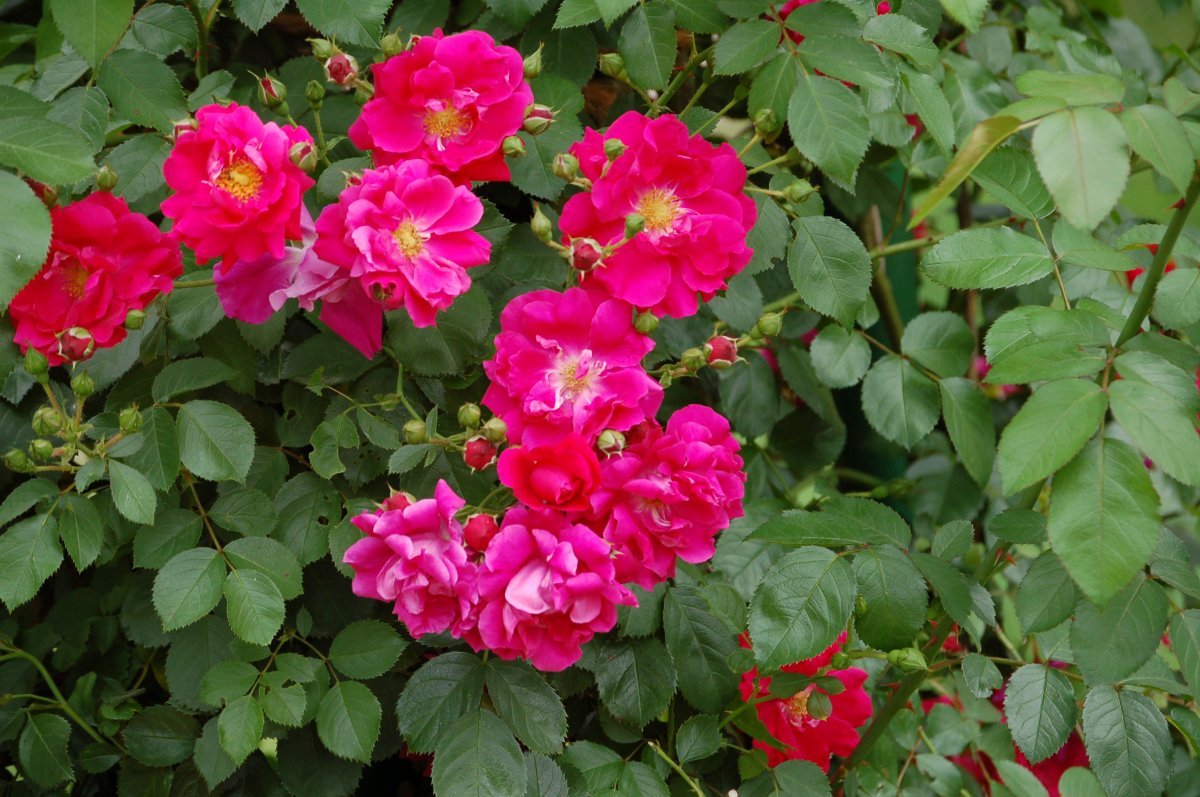 Роза плетистая Фламентанц - фото 3