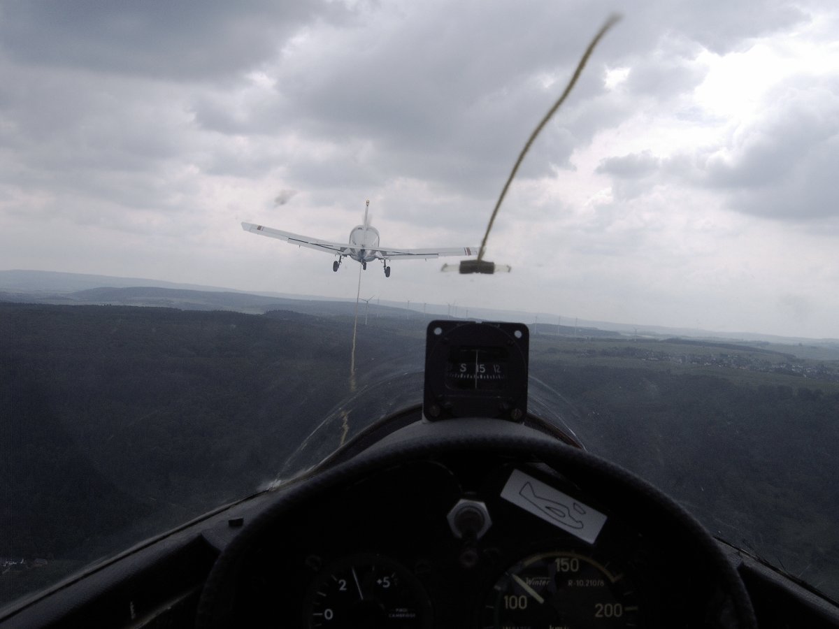 Роза плетистая Эльф - фото 5