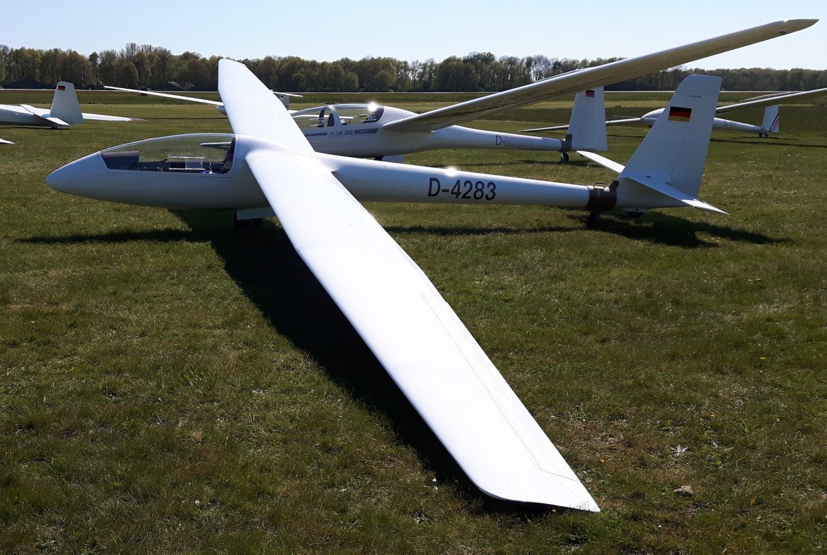 Роза плетистая Эльф - фото 7