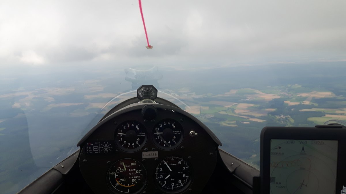 Роза плетистая Эльф - фото 2