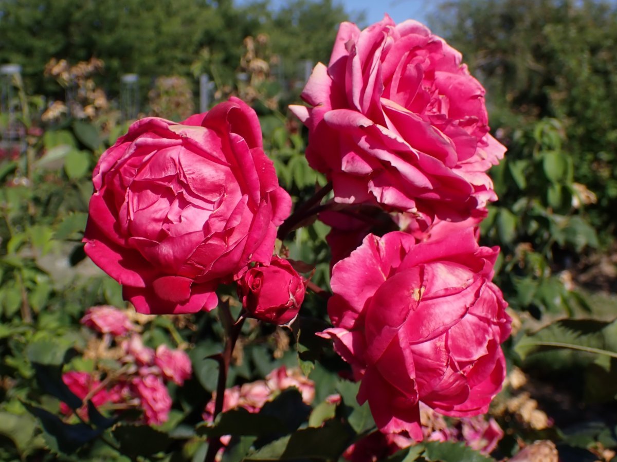 Роза парковая Александр Маккензи - фото 3