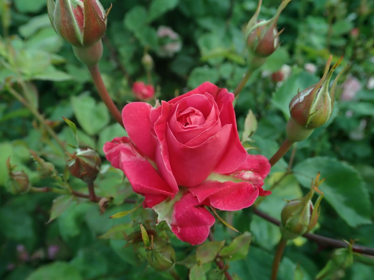 Роза парковая Александр Маккензи - фото 5