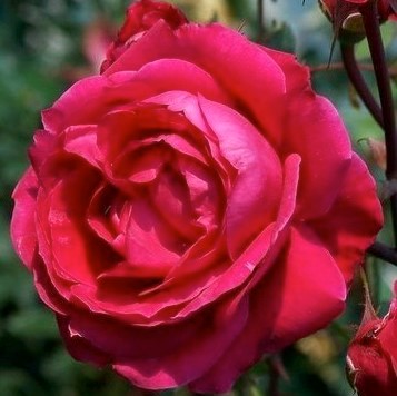 Роза парковая Александр Маккензи