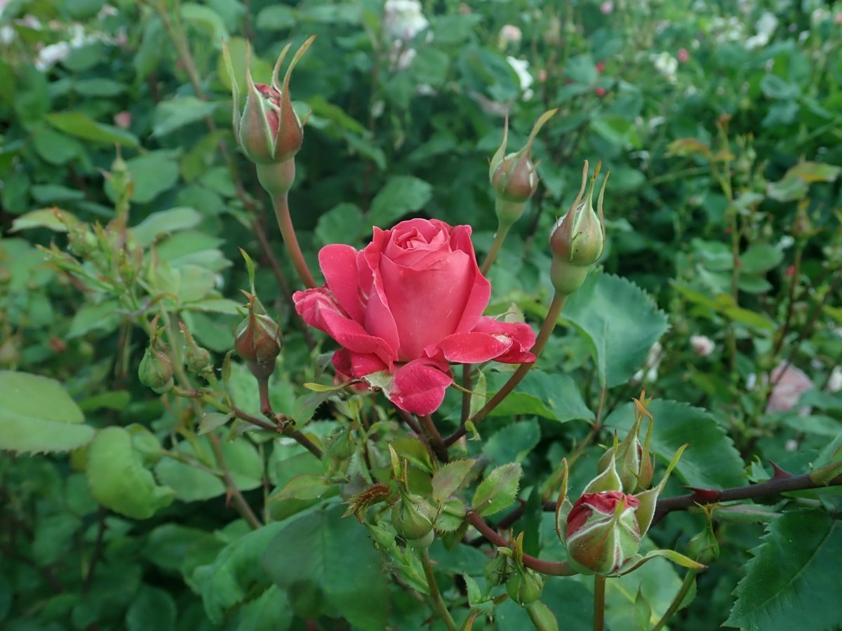 Роза парковая Александр Маккензи - фото 4