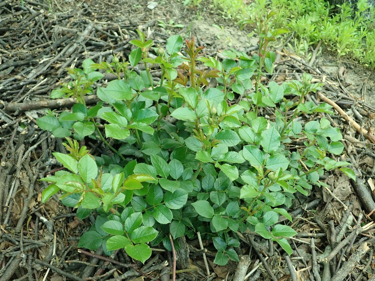 Роза парковая Артемис - фото 7