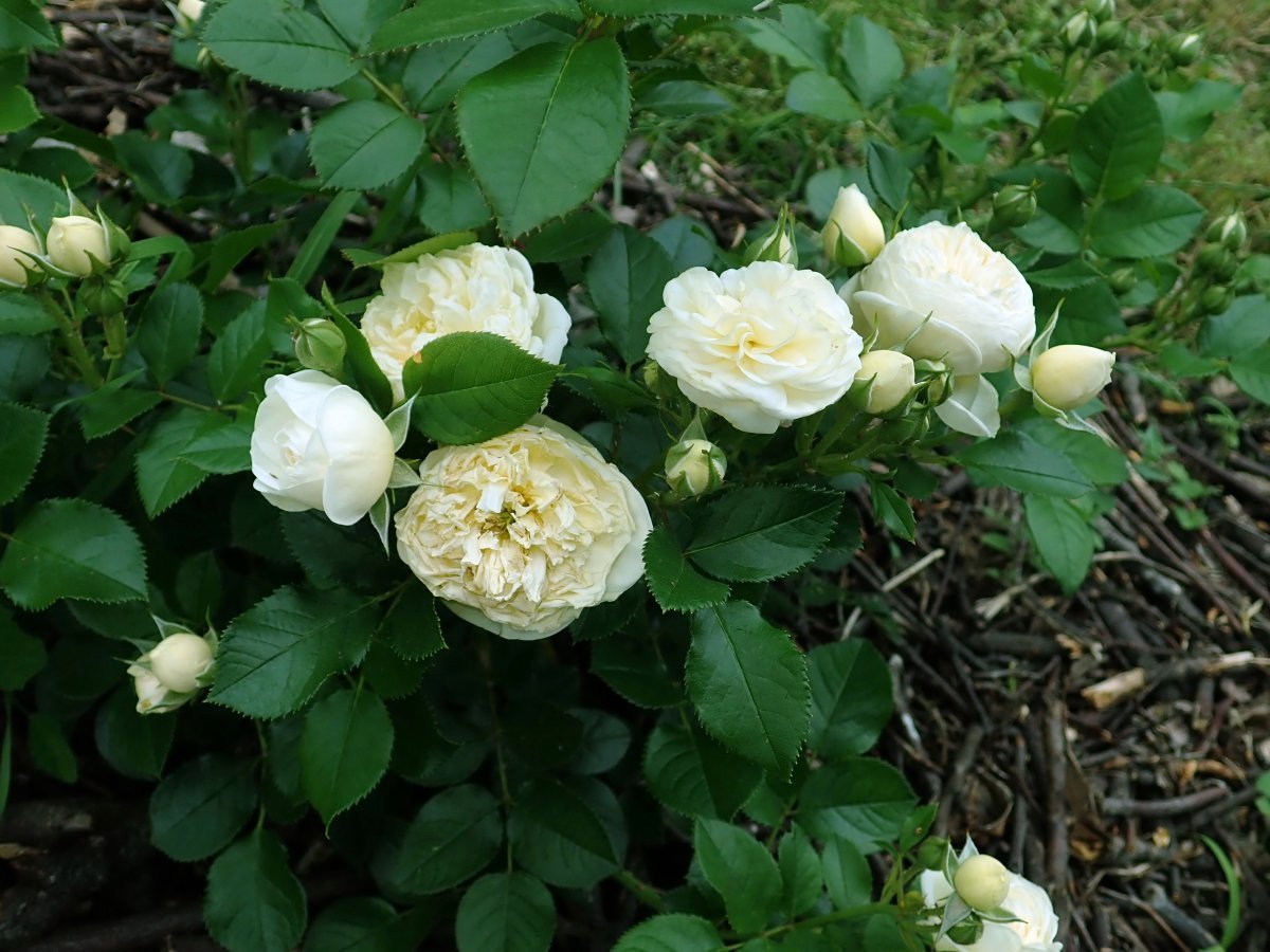 Роза парковая Артемис - фото 11