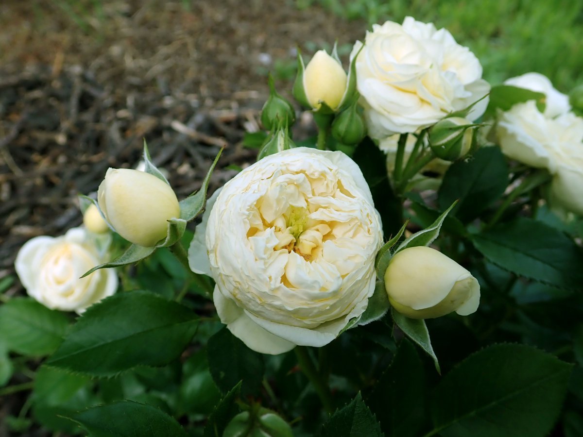 Роза парковая Артемис - фото 9