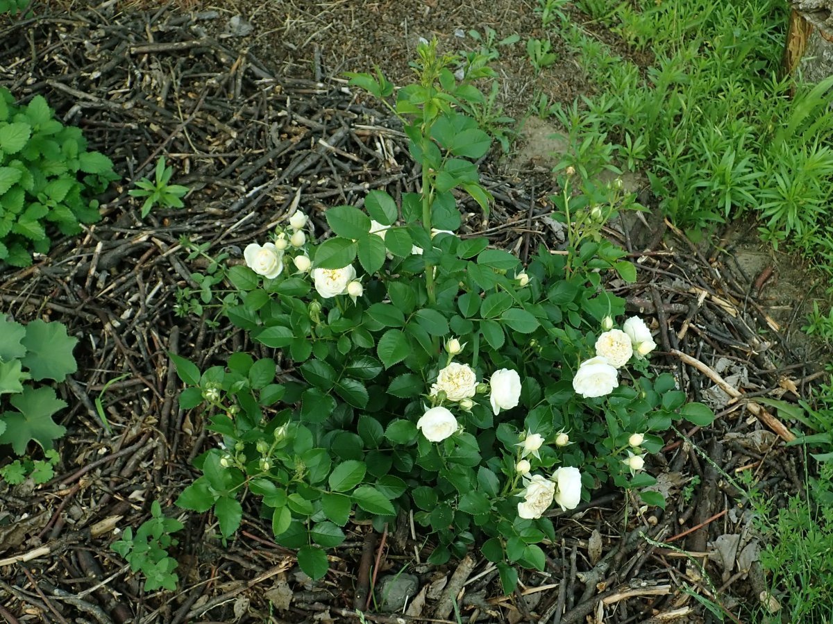 Роза парковая Артемис - фото 8