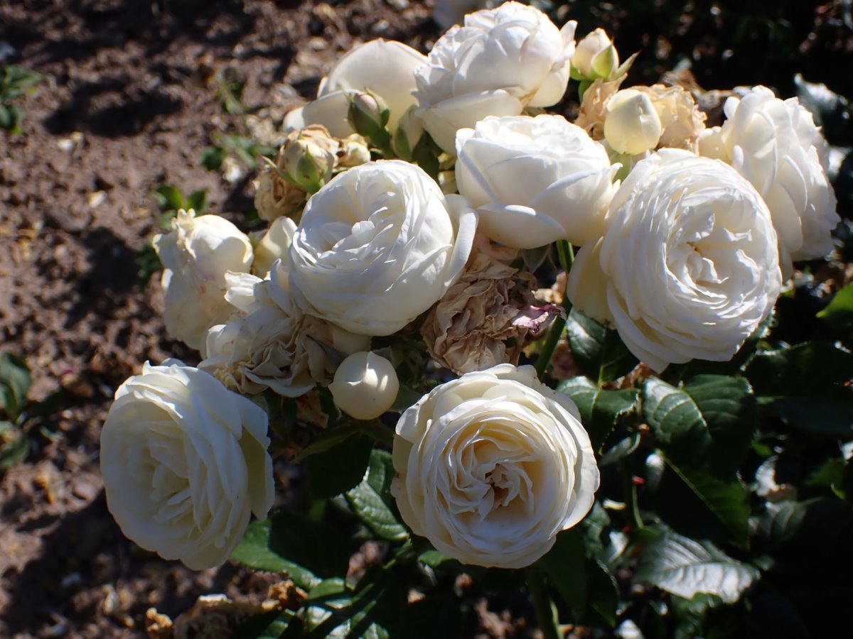 Роза парковая Артемис - фото 4