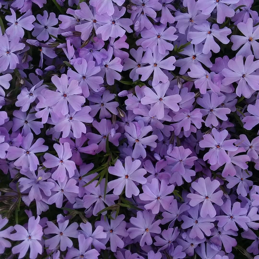 Флокс шиловидный голубой