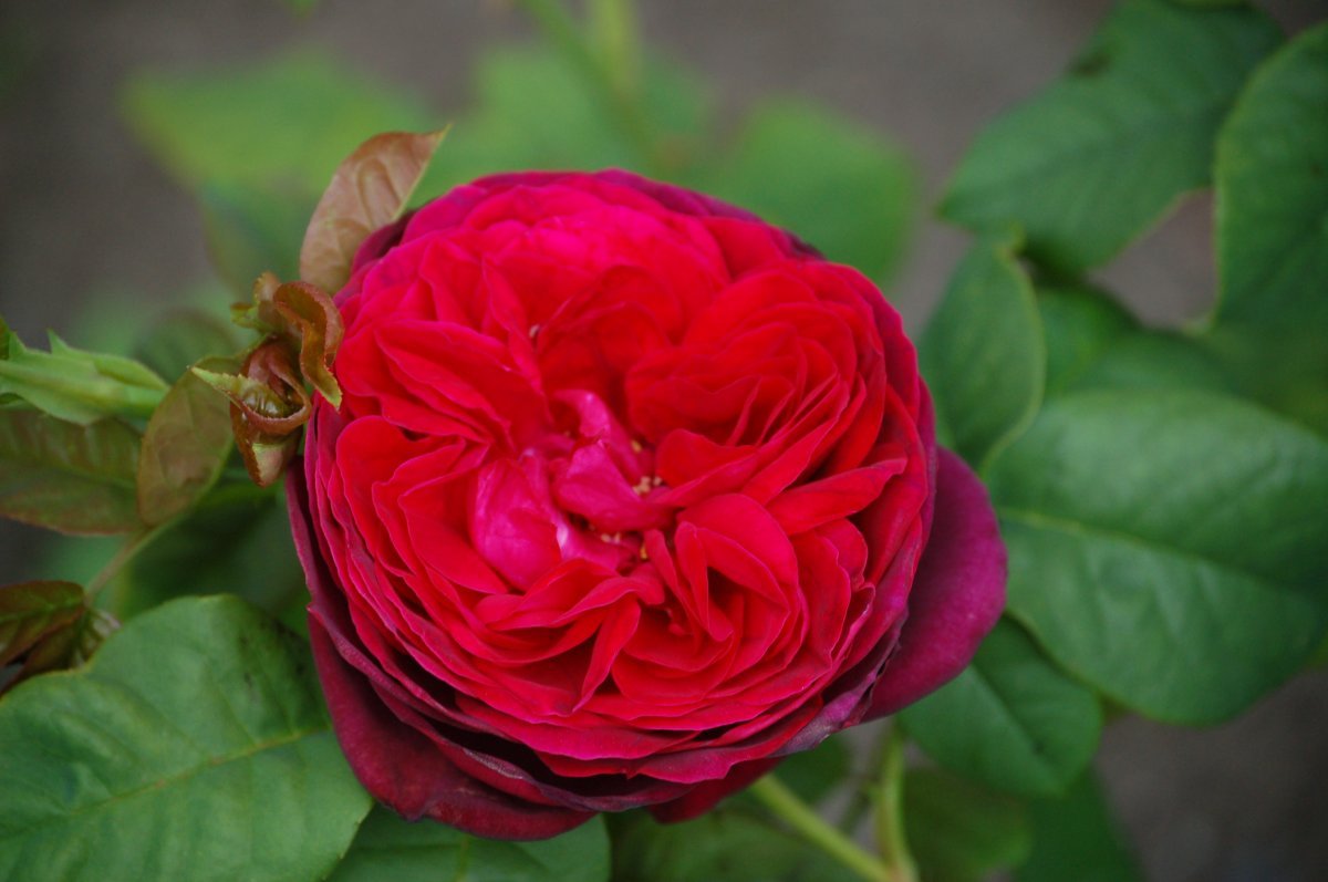 Роза парковая Астрид Графин фон Харденберг - фото 2