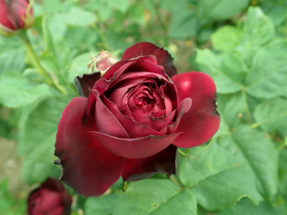 Роза парковая Астрид Графин фон Харденберг - фото 10