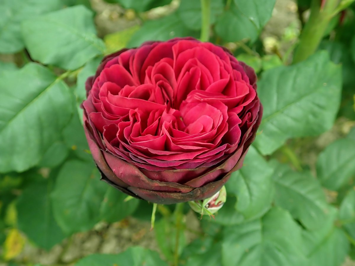 Роза парковая Астрид Графин фон Харденберг - фото 7