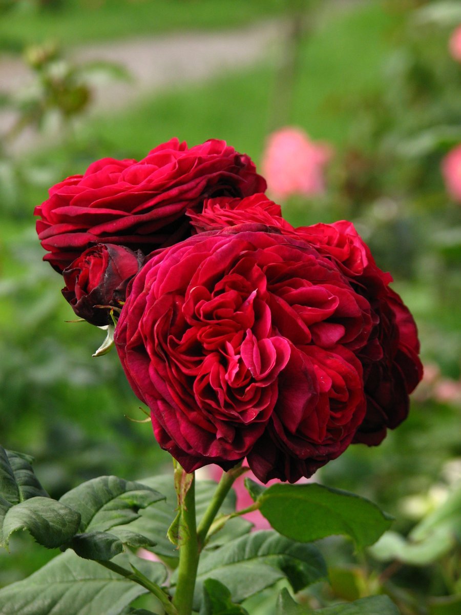 Роза парковая Астрид Графин фон Харденберг - фото 3