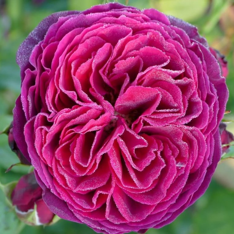 Роза парковая Астрид Графин фон Харденберг