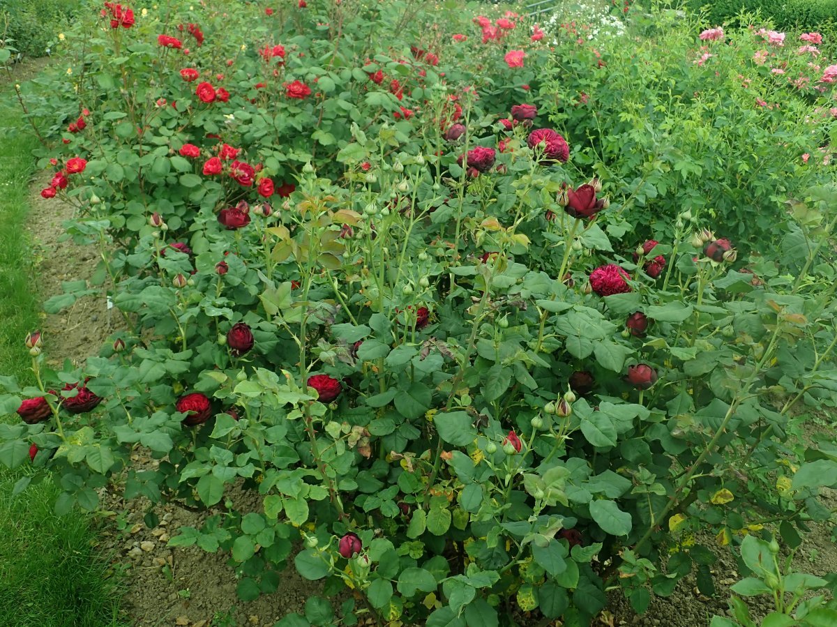 Роза парковая Астрид Графин фон Харденберг - фото 4