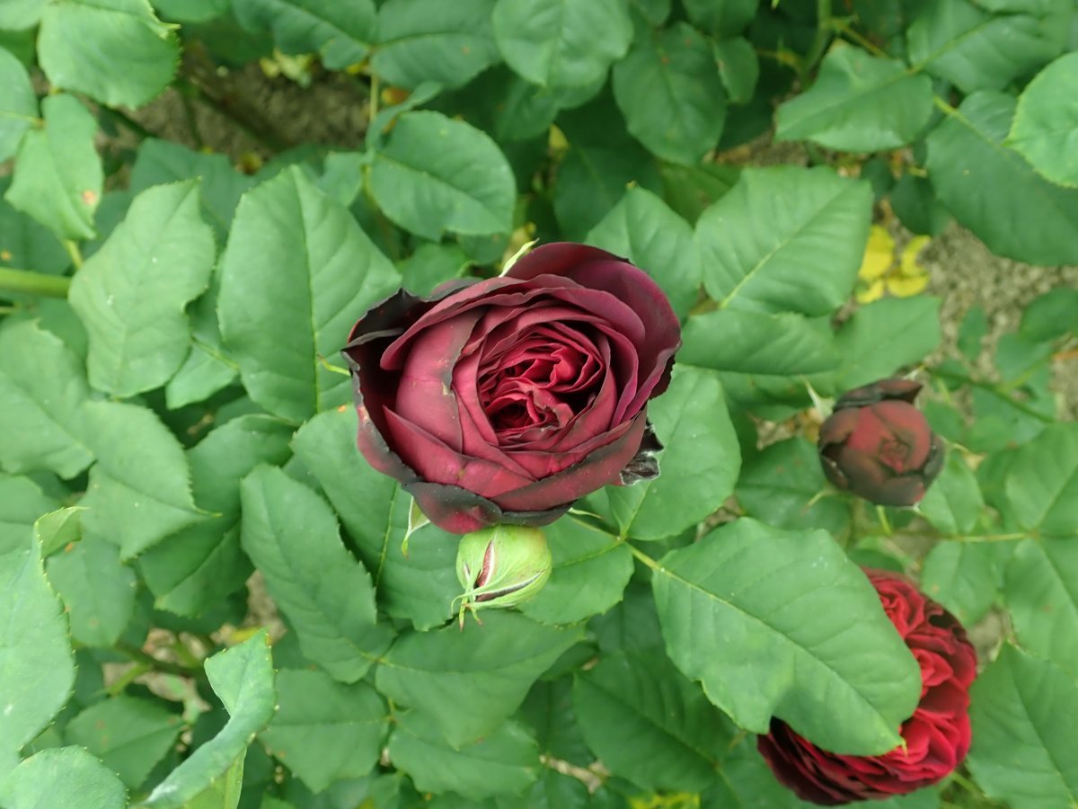 Роза парковая Астрид Графин фон Харденберг - фото 8