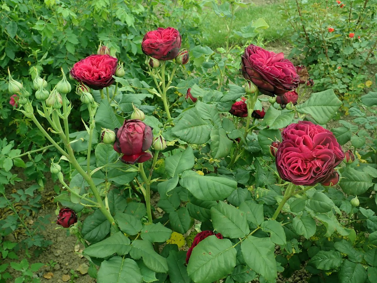 Роза парковая Астрид Графин фон Харденберг - фото 11