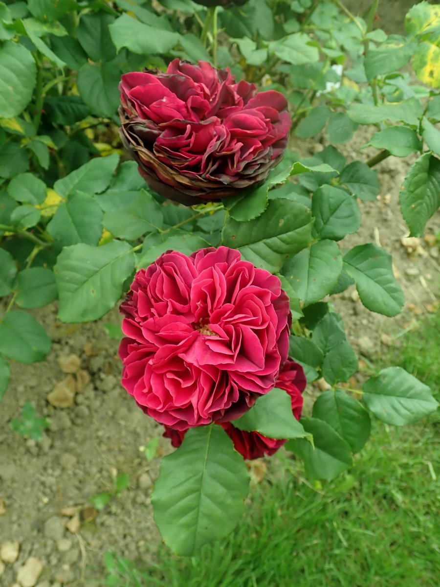 Роза парковая Астрид Графин фон Харденберг - фото 9