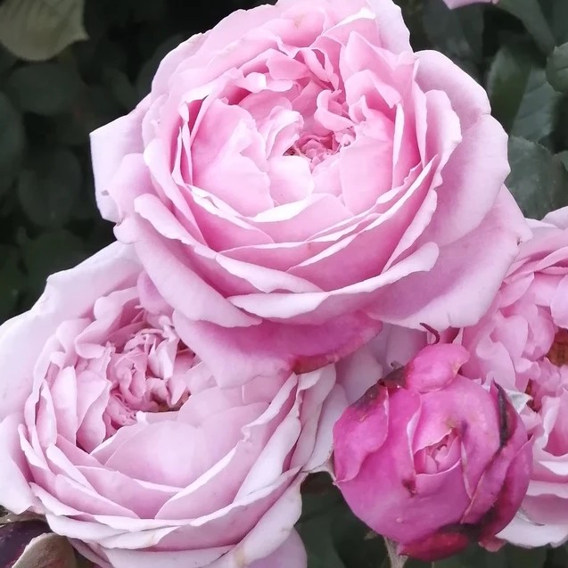 Роза парковая Дитер Мюллер