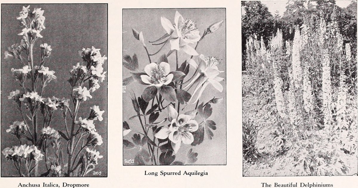 Василек Centaurea Montana Alba белый