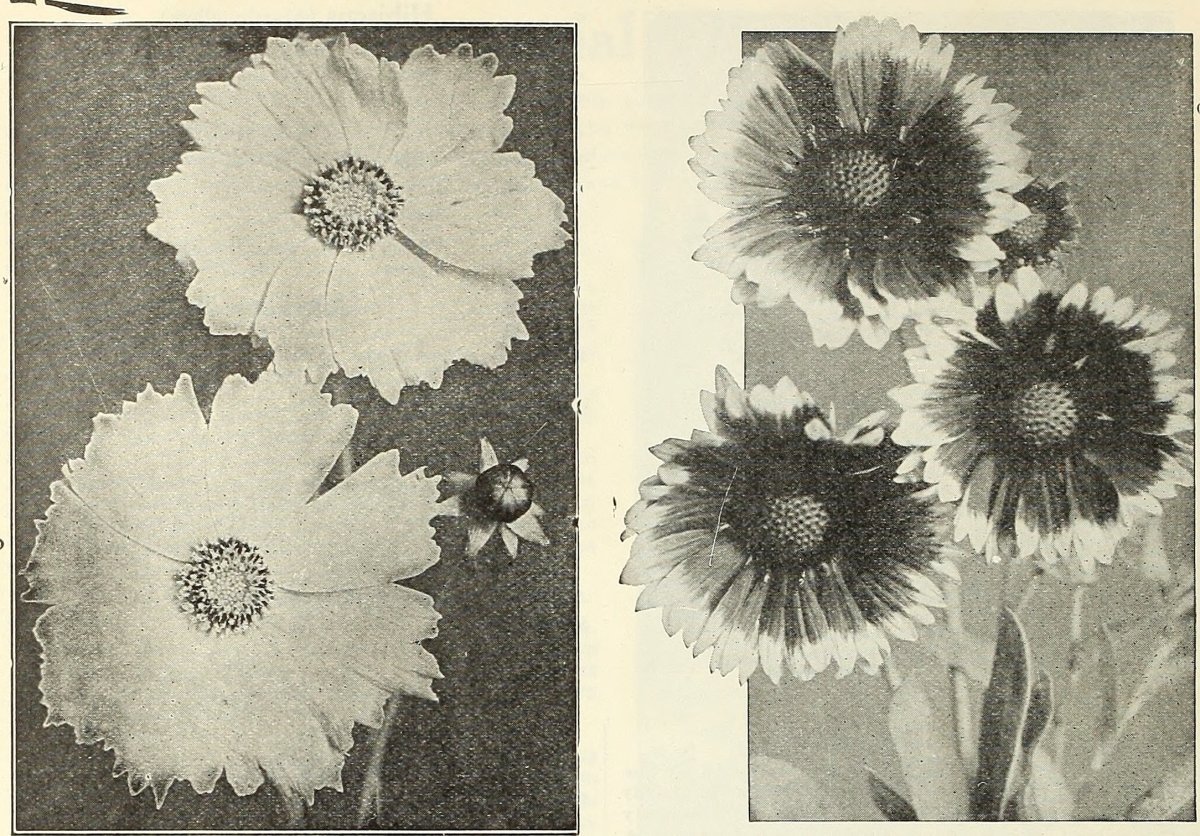 Василек Centaurea Montana Alba белый - фото 6