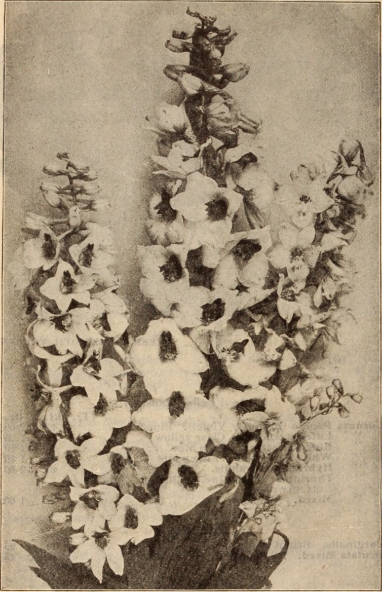 Василек Centaurea Montana Alba белый - фото 5