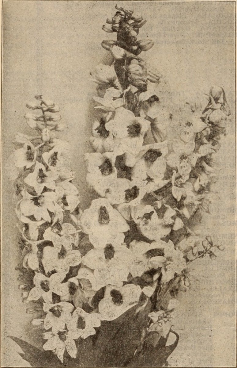 Василек Centaurea Montana Alba белый - фото 2