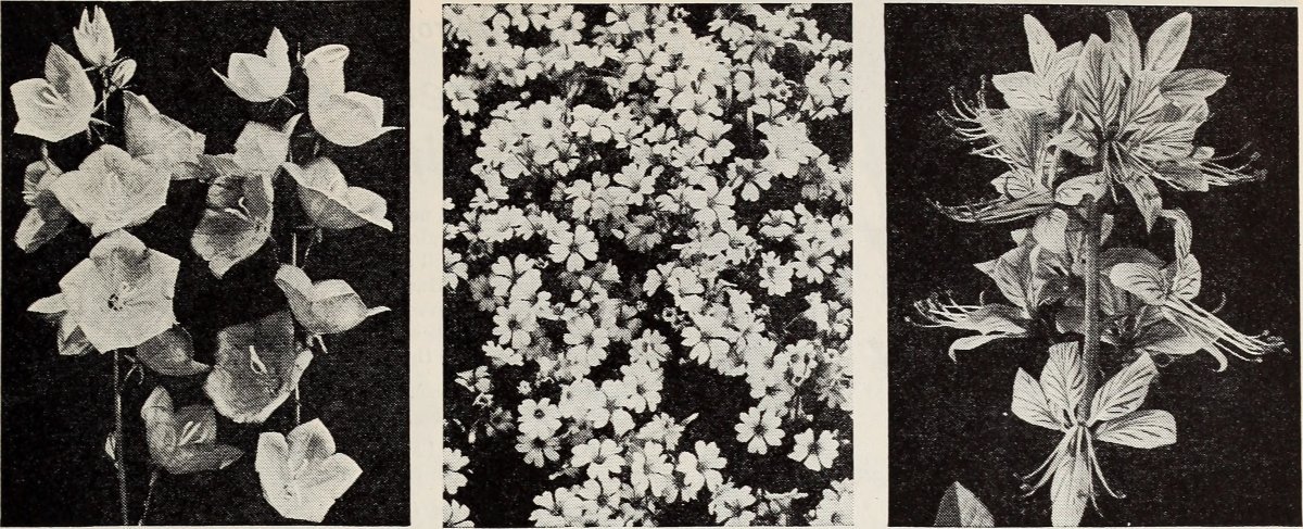 Василек Centaurea Montana Alba белый - фото 7